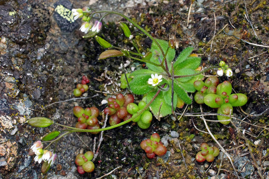 Erophila verna subsp. verna